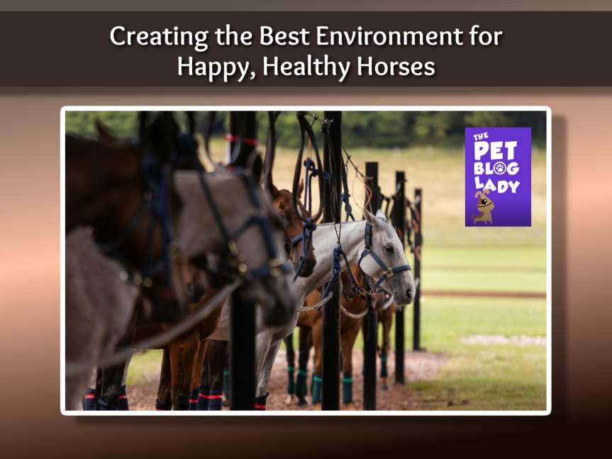 Creating the Best Environment for Happy, Healthy Horses
