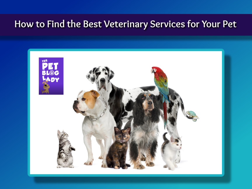 How to Find the Best Veterinary Services for Your Pet