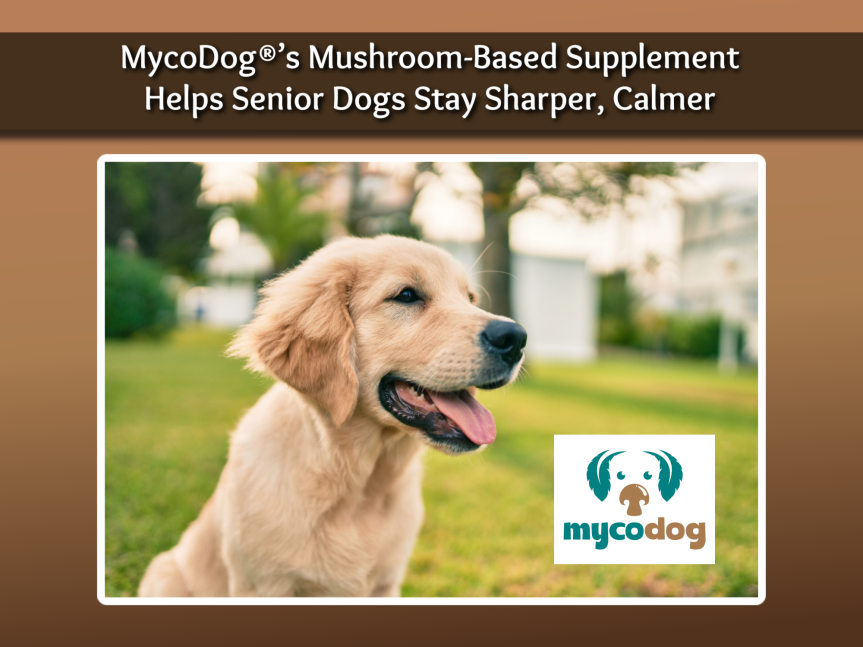 New Study Finds MycoDog®’s Mushroom-Based Supplement Helps Senior Dogs Stay Sharper, Calmer, with 8 in 10 Showing Measurable Improvement.