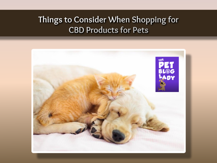 Things to Consider When Shopping for CBD Products for Pets