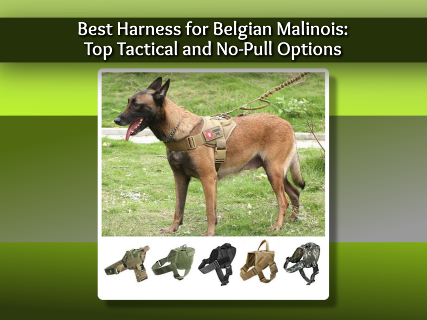 Best Harness for Belgian Malinois: Top Tactical and No-Pull Options