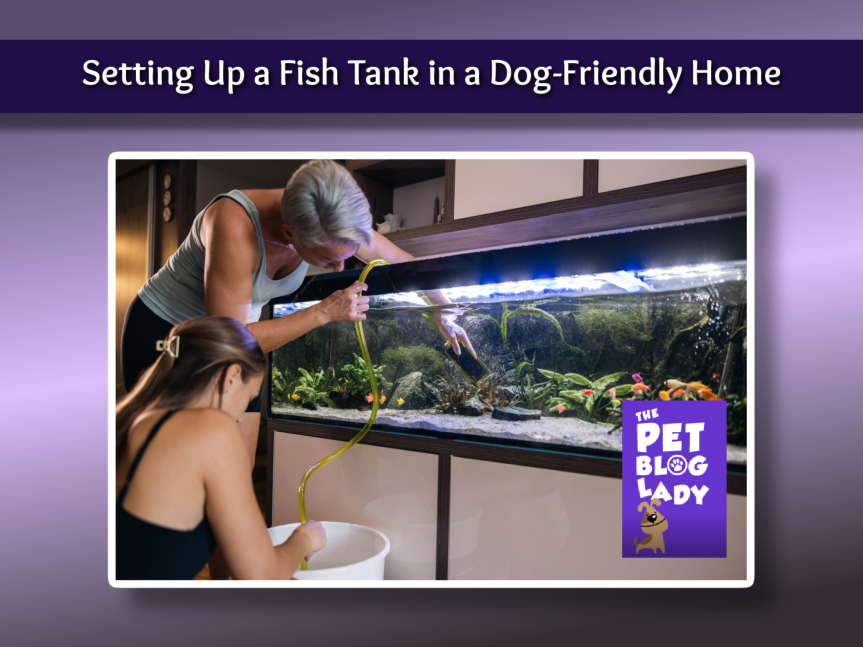 Setting Up a Fish Tank in a Dog-Friendly Home