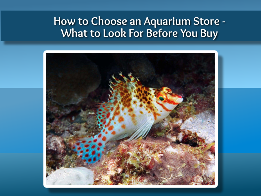 How to Choose an Aquarium Store – What to Look For Before You Buy