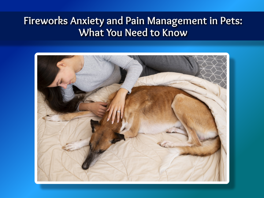 Fireworks Anxiety and Pain Management in Pets: What You Need to Know