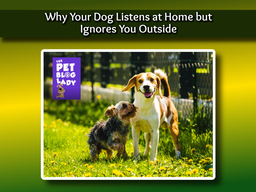 Why Your Dog Listens at Home but Ignores You Outside