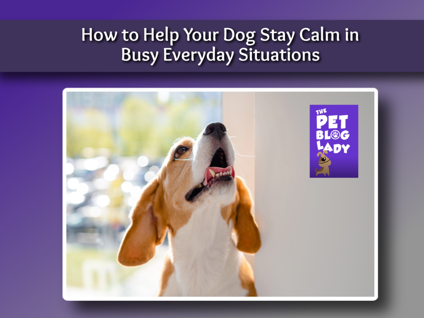 How to Help Your Dog Stay Calm in Busy Everyday Situations