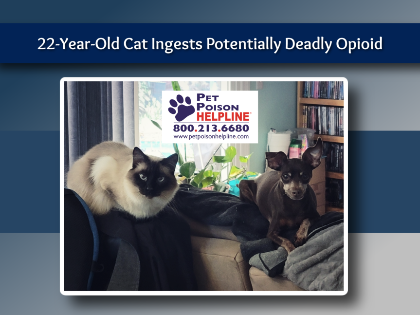 22-Year-Old Cat Ingests Potentially Deadly Opioid