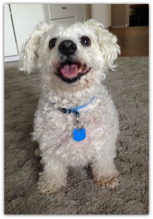 Oscar photo for painting