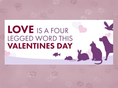 Love is a Four Legged Word This Valentines Day