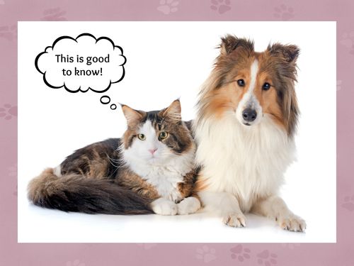 Pet Insurance 101 – Guest Contributor