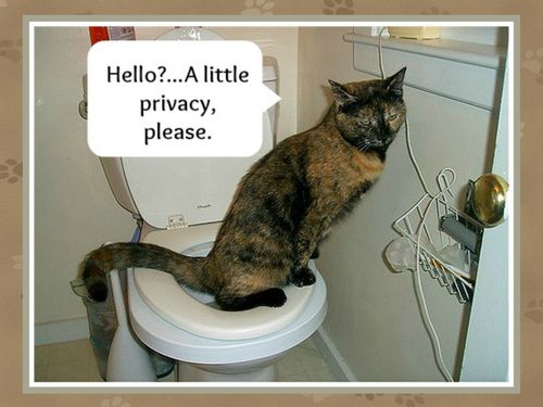 Why Not To Train Your Cat To Use The Toilet – And What To Do Instead