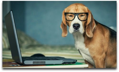 Love Pets? Turn Your Passion Into a Career – Guest Contributor – The ...