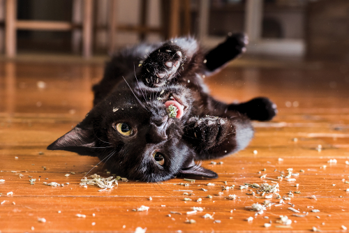 Raisin9mo_DSC9938