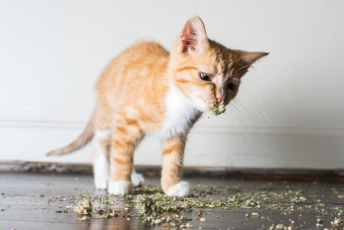 Morty6mo_DSC7948