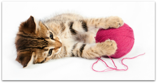 Cat2