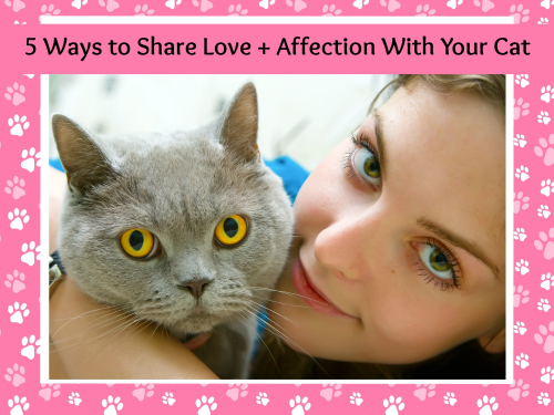5 Ways to Share Love+ Affection With Your Cat 365 Days a Year