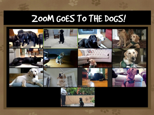 Zoom Goes to the Dogs!  Guide Dogs for the Blind