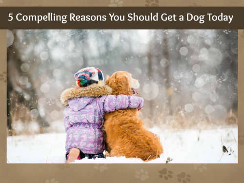 5 Compelling Reasons You Should Get a Dog Today