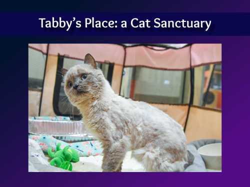 Tabby’s Place: a Cat Sanctuary