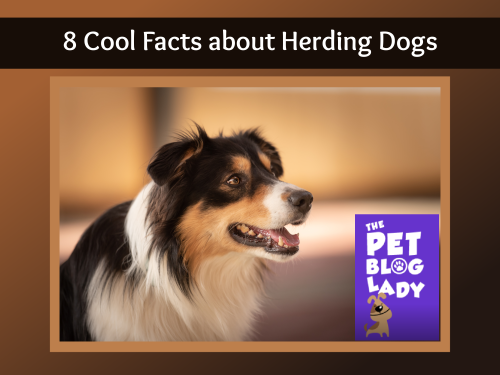 8 Cool Facts about Herding Dogs
