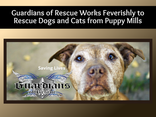 Guardians of Rescue Works Feverishly to Rescue Dogs and Cats from Puppy Mills