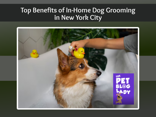 Top Benefits of In-Home Dog Grooming in New York City