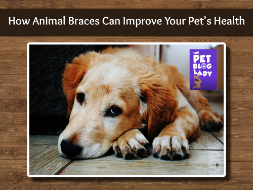 How Animal Braces Can Improve Your Pet’s Health