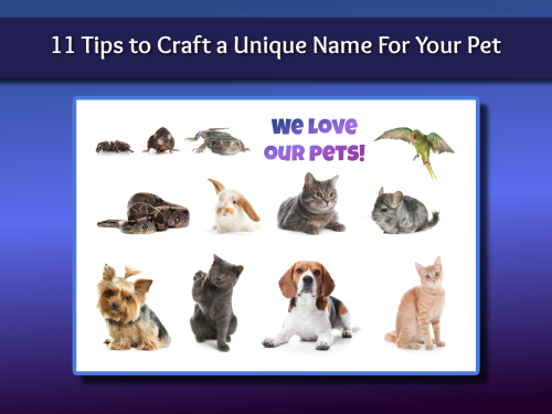 11 Tips to Craft a Unique Name For Your Pet