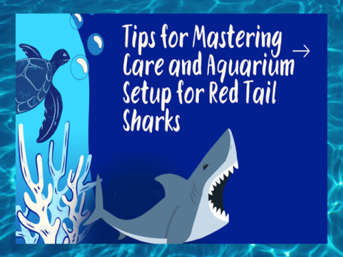 20 Tips for Mastering Care and Aquarium Setup for Red Tail Sharks