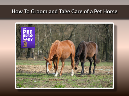 How To Groom and Take Care of a Pet Horse