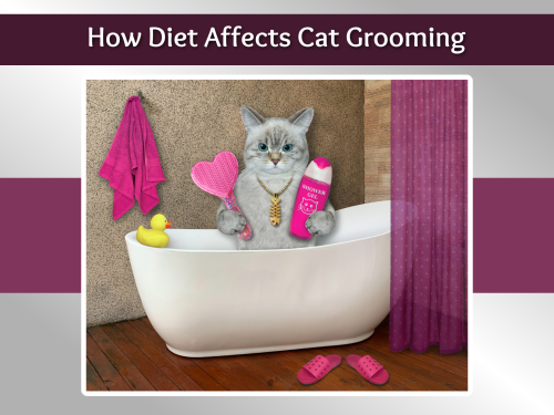 How Diet Affects Cat Grooming