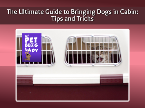 The Ultimate Guide to Bringing Dogs in Cabin: Tips and Tricks