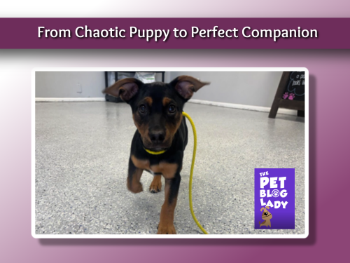 From Chaotic Puppy to Perfect Companion