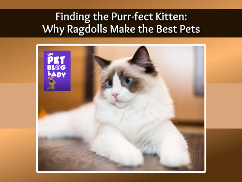Finding the Purr-fect Kitten: Why Ragdolls Make the Best Pets