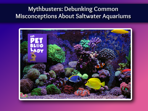 Mythbusters: Debunking Common Misconceptions About Saltwater Aquariums