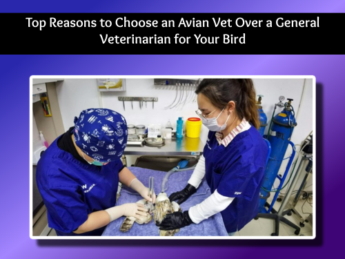 Top Reasons to Choose an Avian Vet Over a General Veterinarian for Your Bird