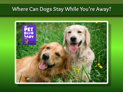 Where Can Dogs Stay While You’re Away?