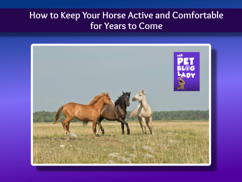 How to Keep Your Horse Active and Comfortable for Years to Come