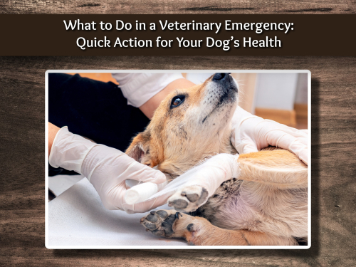 What to Do in a Veterinary Emergency: Quick Action for Your Dog’s Health